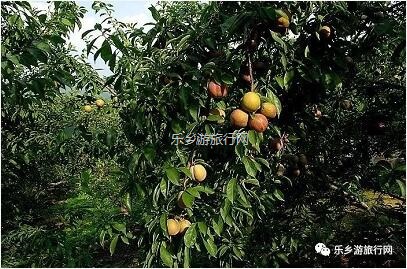 <a href=http://www.lexiangyou.org/xiangcunlvyou/ target=_blank class=infotextkey>乡村旅游</a>：正宗翁源美味，原生态种植；果大肉厚，爽脆清甜