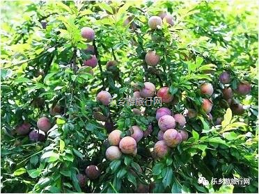 <a href=http://www.lexiangyou.org/xiangcunlvyou/ target=_blank class=infotextkey>乡村旅游</a>：正宗翁源美味，原生态种植；果大肉厚，爽脆清甜