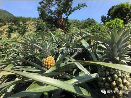 <a href=http://www.lexiangyou.org/xiangcunlvyou/ target=_blank class=infotextkey>乡村旅游</a>：爽脆香蜜！一齐采摘品尝，仲有农家菜+煮饭仔...