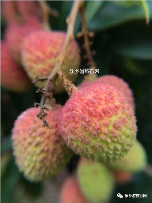 <a href=http://www.lexiangyou.org/xiangcunlvyou/ target=_blank class=infotextkey>乡村旅游</a>：良都妃子笑荔枝大丰收，果大核小，肉厚蜜甜
