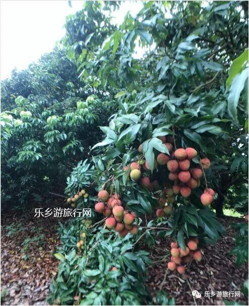 <a href=http://www.lexiangyou.org/xiangcunlvyou/ target=_blank class=infotextkey>乡村旅游</a>：良都妃子笑荔枝大丰收，果大核小，肉厚蜜甜