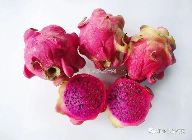 <a href=http://www.lexiangyou.org/xiangcunlvyou/ target=_blank class=infotextkey>乡村旅游</a>：欣赏果花，品尝火红鲜甜的果肉；就在果园煮饭食？