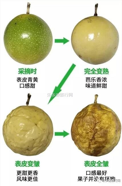 <a href=http://www.lexiangyou.org/xiangcunlvyou/ target=_blank class=infotextkey>乡村旅游</a>：新鲜采摘！沁人心脾的香味，酸甜可口的果汁
