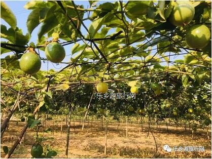 <a href=http://www.lexiangyou.org/xiangcunlvyou/ target=_blank class=infotextkey>乡村旅游</a>：新鲜采摘！沁人心脾的香味，酸甜可口的果汁