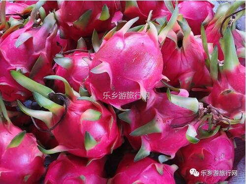 <a href=http://www.lexiangyou.org/xiangcunlvyou/ target=_blank class=infotextkey>乡村旅游</a>：欣赏果花，品尝火红鲜甜的果肉；就在果园煮饭食？