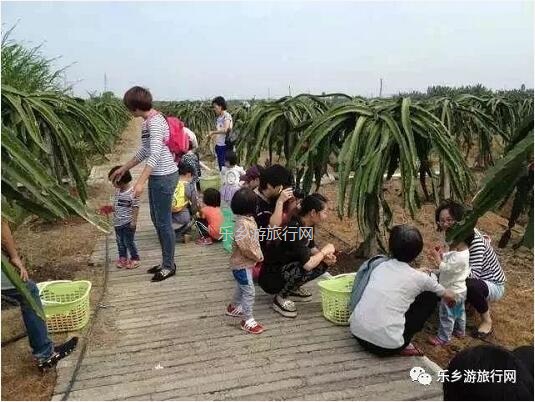 <a href=http://www.lexiangyou.org/xiangcunlvyou/ target=_blank class=infotextkey>乡村旅游</a>：欣赏果花，品尝火红鲜甜的果肉；就在果园煮饭食？