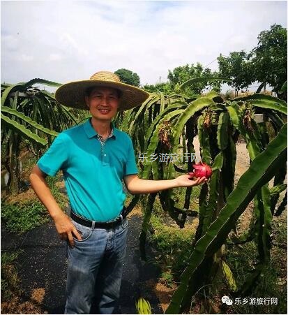 <a href=http://www.lexiangyou.org/xiangcunlvyou/ target=_blank class=infotextkey>乡村旅游</a>：欣赏果花，品尝火红鲜甜的果肉；就在果园煮饭食？