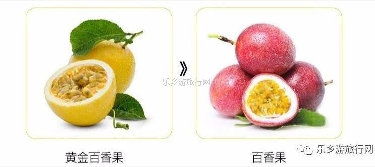 <a href=http://www.lexiangyou.org/xiangcunlvyou/ target=_blank class=infotextkey>乡村旅游</a>：新鲜采摘！沁人心脾的香味，酸甜可口的果汁
