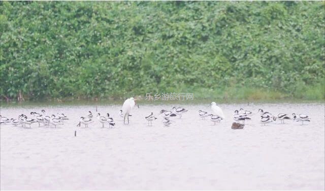 <a href=http://www.lexiangyou.org/xiangcunlvyou/ target=_blank class=infotextkey>乡村旅游</a>：中山崖口 | 欣赏崖口候鸟，品尝地道美食，入住网红民宿