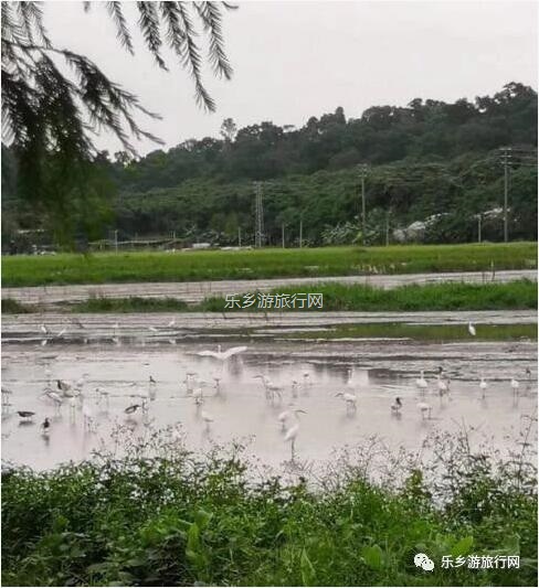 <a href=http://www.lexiangyou.org/xiangcunlvyou/ target=_blank class=infotextkey>乡村旅游</a>：中山崖口 | 欣赏崖口候鸟，品尝地道美食，入住网红民宿