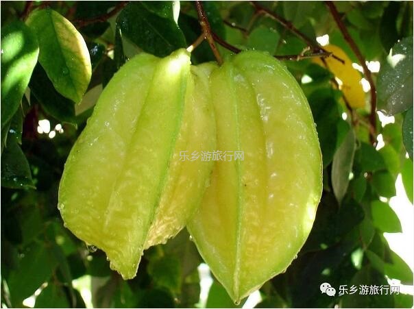 <a href=http://www.lexiangyou.org/xiangcunlvyou/ target=_blank class=infotextkey>乡村旅游</a>：中山民众丨水果农场2大1小套票，观看水乡表演，现摘番石榴|百香果|火龙果|杨桃|木瓜...