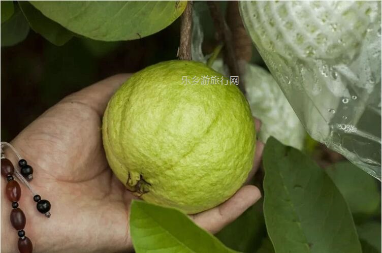<a href=http://www.lexiangyou.org/xiangcunlvyou/ target=_blank class=infotextkey>乡村旅游</a>：中山民众丨水果农场2大1小套票，观看水乡表演，现摘番石榴|百香果|火龙果|杨桃|木瓜...