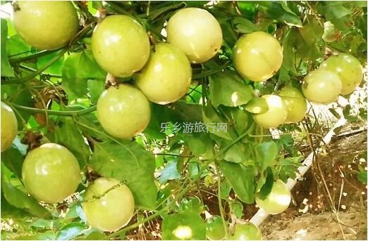 <a href=http://www.lexiangyou.org/xiangcunlvyou/ target=_blank class=infotextkey>乡村旅游</a>：中山民众丨水果农场2大1小套票，观看水乡表演，现摘番石榴|百香果|火龙果|杨桃|木瓜...