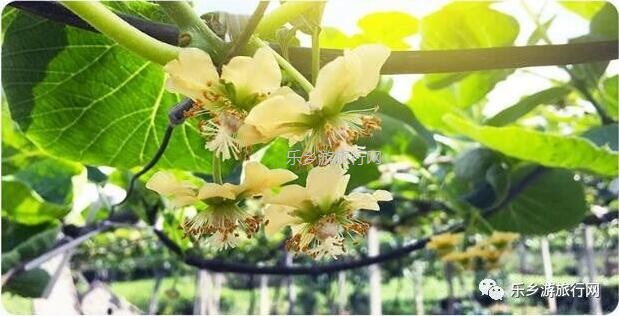 <a href=http://www.lexiangyou.org/xiangcunlvyou/ target=_blank class=infotextkey>乡村旅游</a>：湘西原生态水果，味道是草莓+香蕉+菠萝的混合，营养丰富