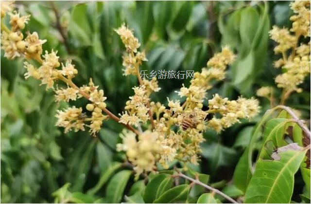 <a href=http://www.lexiangyou.org/xiangcunlvyou/ target=_blank class=infotextkey>乡村旅游</a>：潮州特色产品，自用送礼，甜蜜一辈子