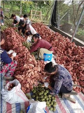 <a href=http://www.lexiangyou.org/xiangcunlvyou/ target=_blank class=infotextkey>乡村旅游</a>：湘西原生态水果，味道是草莓+香蕉+菠萝的混合，营养丰富