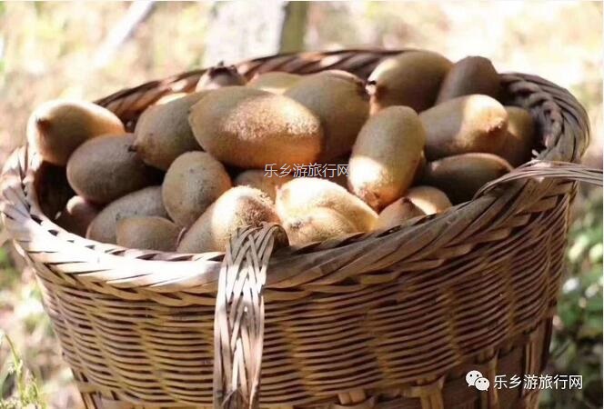 <a href=http://www.lexiangyou.org/xiangcunlvyou/ target=_blank class=infotextkey>乡村旅游</a>：湘西原生态水果，味道是草莓+香蕉+菠萝的混合，营养丰富