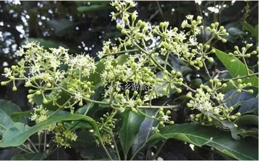 <a href=http://www.lexiangyou.org/xiangcunlvyou/ target=_blank class=infotextkey>乡村旅游</a>：潮州特色产品，自用送礼，甜蜜一辈子