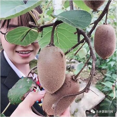 <a href=http://www.lexiangyou.org/xiangcunlvyou/ target=_blank class=infotextkey>乡村旅游</a>：湘西原生态水果，味道是草莓+香蕉+菠萝的混合，营养丰富
