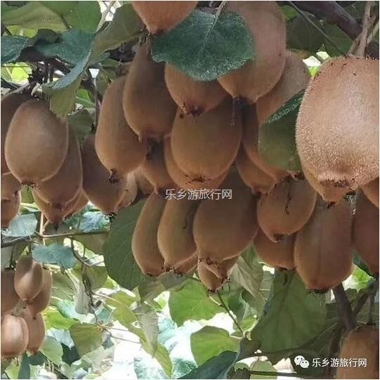 <a href=http://www.lexiangyou.org/xiangcunlvyou/ target=_blank class=infotextkey>乡村旅游</a>：湘西原生态水果，味道是草莓+香蕉+菠萝的混合，营养丰富