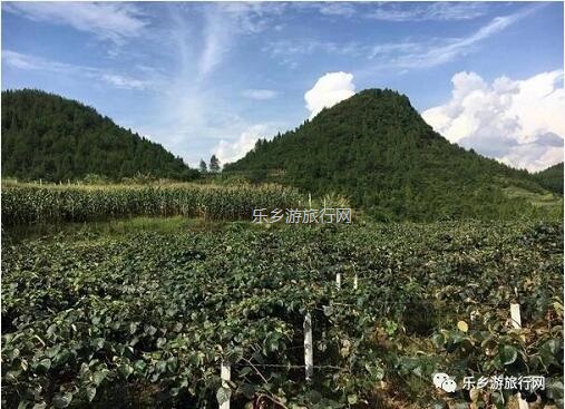 <a href=http://www.lexiangyou.org/xiangcunlvyou/ target=_blank class=infotextkey>乡村旅游</a>：湘西原生态水果，味道是草莓+香蕉+菠萝的混合，营养丰富