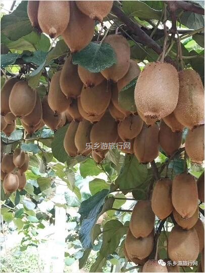 <a href=http://www.lexiangyou.org/xiangcunlvyou/ target=_blank class=infotextkey>乡村旅游</a>：湘西原生态水果，味道是草莓+香蕉+菠萝的混合，营养丰富