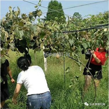 <a href=http://www.lexiangyou.org/xiangcunlvyou/ target=_blank class=infotextkey>乡村旅游</a>：湘西原生态水果，味道是草莓+香蕉+菠萝的混合，营养丰富