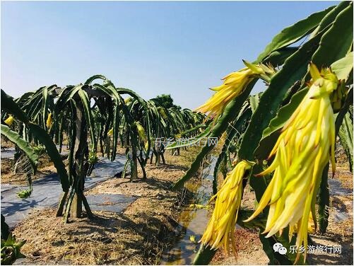 <a href=http://www.lexiangyou.org/xiangcunlvyou/ target=_blank class=infotextkey>乡村旅游</a>：中山有个小岛，在水一方景色如画，采摘水果+品尝农家美食...