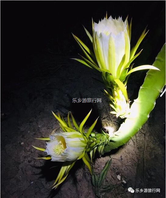 <a href=http://www.lexiangyou.org/xiangcunlvyou/ target=_blank class=infotextkey>乡村旅游</a>：中山有个小岛，在水一方景色如画，采摘水果+品尝农家美食...