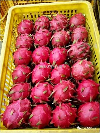 <a href=http://www.lexiangyou.org/xiangcunlvyou/ target=_blank class=infotextkey>乡村旅游</a>：中山有个小岛，在水一方景色如画，采摘水果+品尝农家美食...