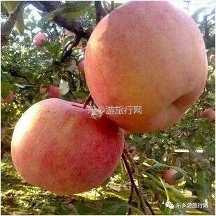 <a href=http://www.lexiangyou.org/xiangcunlvyou/ target=_blank class=infotextkey>乡村旅游</a>：冰糖心苹果熟了，果大肉细，甜脆多汁，原产地即摘即发