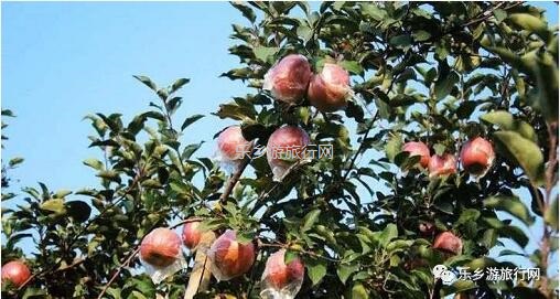 <a href=http://www.lexiangyou.org/xiangcunlvyou/ target=_blank class=infotextkey>乡村旅游</a>：冰糖心苹果熟了，果大肉细，甜脆多汁，原产地即摘即发
