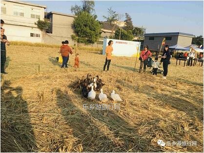 <a href=http://www.lexiangyou.org/xiangcunlvyou/ target=_blank class=infotextkey>乡村旅游</a>：2020年中山南朗稻田音乐节，视听盛宴和农家节目让你玩得开心