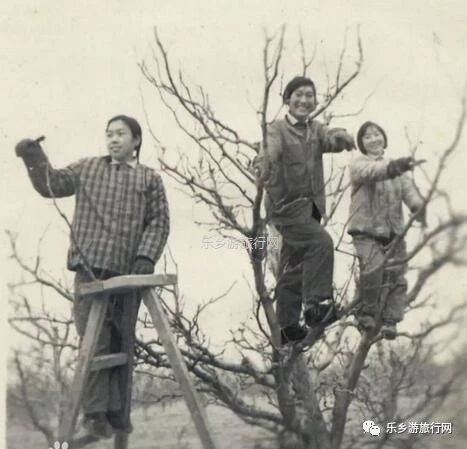 <a href=http://www.lexiangyou.org/xiangcunlvyou/ target=_blank class=infotextkey>乡村旅游</a>：冰糖心苹果熟了，果大肉细，甜脆多汁，原产地即摘即发
