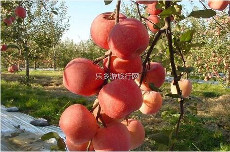 <a href=http://www.lexiangyou.org/xiangcunlvyou/ target=_blank class=infotextkey>乡村旅游</a>：冰糖心苹果熟了，果大肉细，甜脆多汁，原产地即摘即发