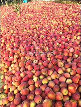 <a href=http://www.lexiangyou.org/xiangcunlvyou/ target=_blank class=infotextkey>乡村旅游</a>：冰糖心苹果熟了，果大肉细，甜脆多汁，原产地即摘即发