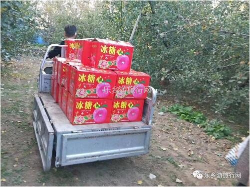<a href=http://www.lexiangyou.org/xiangcunlvyou/ target=_blank class=infotextkey>乡村旅游</a>：冰糖心苹果熟了，果大肉细，甜脆多汁，原产地即摘即发