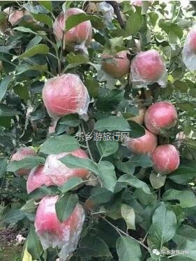 <a href=http://www.lexiangyou.org/xiangcunlvyou/ target=_blank class=infotextkey>乡村旅游</a>：冰糖心苹果熟了，果大肉细，甜脆多汁，原产地即摘即发