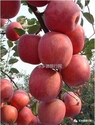 <a href=http://www.lexiangyou.org/xiangcunlvyou/ target=_blank class=infotextkey>乡村旅游</a>：冰糖心苹果熟了，果大肉细，甜脆多汁，原产地即摘即发