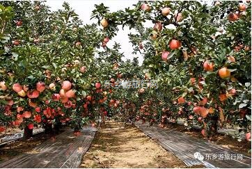 <a href=http://www.lexiangyou.org/xiangcunlvyou/ target=_blank class=infotextkey>乡村旅游</a>：冰糖心苹果熟了，果大肉细，甜脆多汁，原产地即摘即发