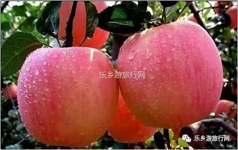 <a href=http://www.lexiangyou.org/xiangcunlvyou/ target=_blank class=infotextkey>乡村旅游</a>：冰糖心苹果熟了，果大肉细，甜脆多汁，原产地即摘即发