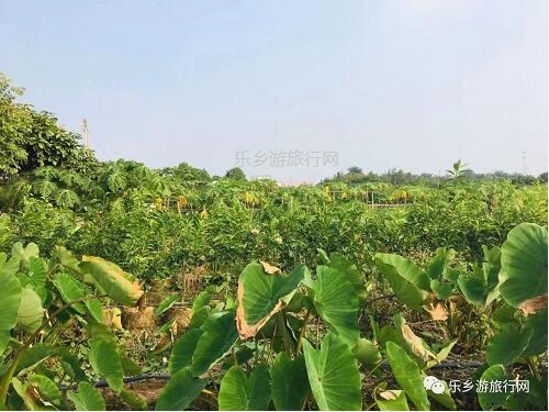 <a href=http://www.lexiangyou.org/xiangcunlvyou/ target=_blank class=infotextkey>乡村旅游</a>：这里是野炊和烧烤的乐园，皇帝柑任你品尝