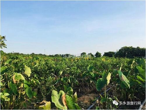 <a href=http://www.lexiangyou.org/xiangcunlvyou/ target=_blank class=infotextkey>乡村旅游</a>：这里是野炊和烧烤的乐园，皇帝柑任你品尝