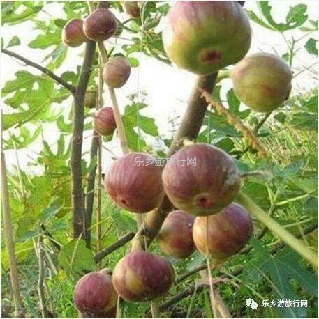 <a href=http://www.lexiangyou.org/xiangcunlvyou/ target=_blank class=infotextkey>乡村旅游</a>：[无花果膏] 止咳祛痰、消肿解毒