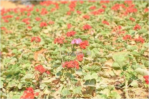 <a href=http://www.lexiangyou.org/xiangcunlvyou/ target=_blank class=infotextkey>乡村旅游</a>：[春游]背靠铁炉山水库边，浪漫花海、彩虹滑草、网红摩天轮...