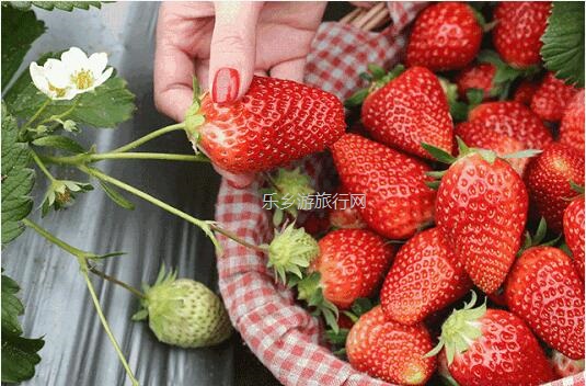 <a href=http://www.lexiangyou.org/xiangcunlvyou/ target=_blank class=infotextkey>乡村旅游</a>：[错峰] 体验农耕田园生活，生态农业观光采摘+儿童野趣游乐