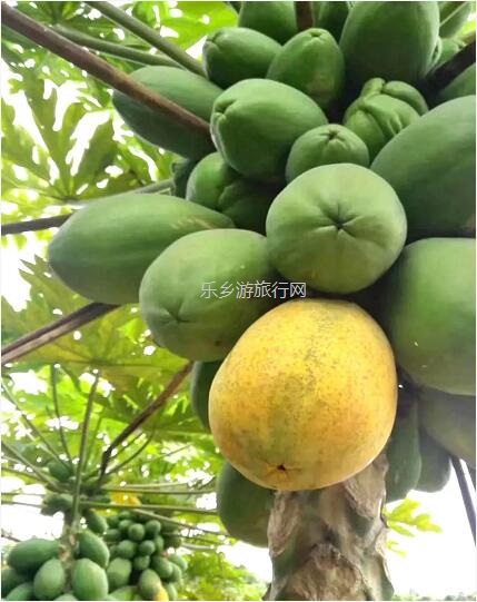 <a href=http://www.lexiangyou.org/xiangcunlvyou/ target=_blank class=infotextkey>乡村旅游</a>：[摘果]任摘任吃红江橙、夏威夷木瓜、枇杷、番石榴...还有泥煨鸡