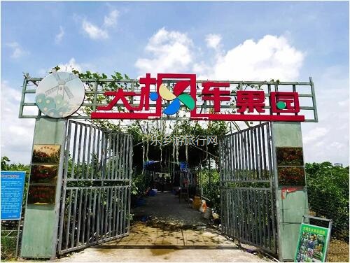 <a href=http://www.lexiangyou.org/xiangcunlvyou/ target=_blank class=infotextkey>乡村旅游</a>：[摘果]任摘任吃红江橙、夏威夷木瓜、枇杷、番石榴...还有泥煨鸡