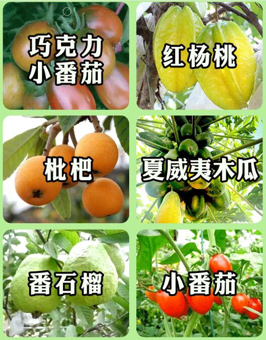<a href=http://www.lexiangyou.org/xiangcunlvyou/ target=_blank class=infotextkey>乡村旅游</a>：[摘果]任摘任吃红江橙、夏威夷木瓜、枇杷、番石榴...还有泥煨鸡