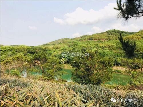 <a href=http://www.lexiangyou.org/xiangcunlvyou/ target=_blank class=infotextkey>乡村旅游</a>：[南朗] 陆续熟了，香甜爽脆！免费试食哦~